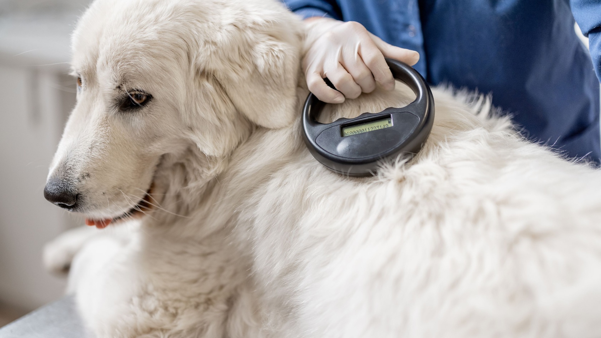 Veterinaria sosteniendo un lector de microchip junto a un perro